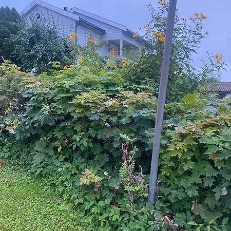 Bugardsasen1, Whole House Feriehus *